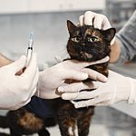Macska leukózis, FIV